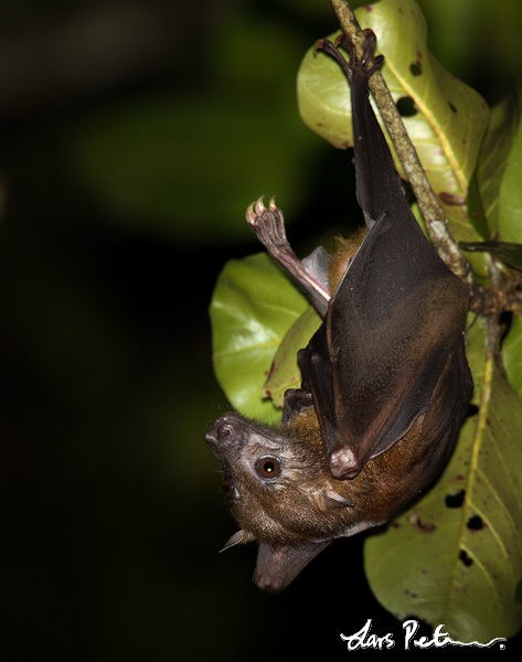 Andersen's Bare-backed Fruit Bat